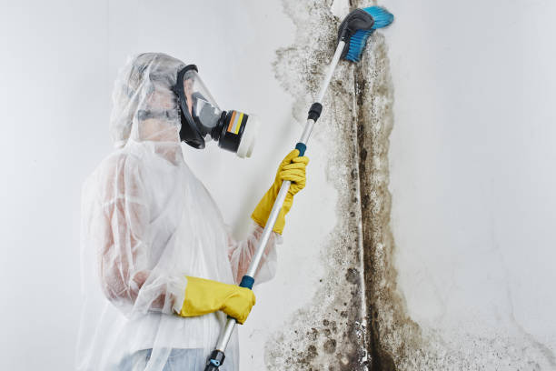 Fort Dick, CA Mold Remediation Company