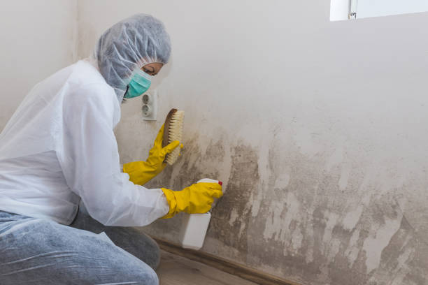 Best Emergency Mold Remediation in Fort Dick, CA
