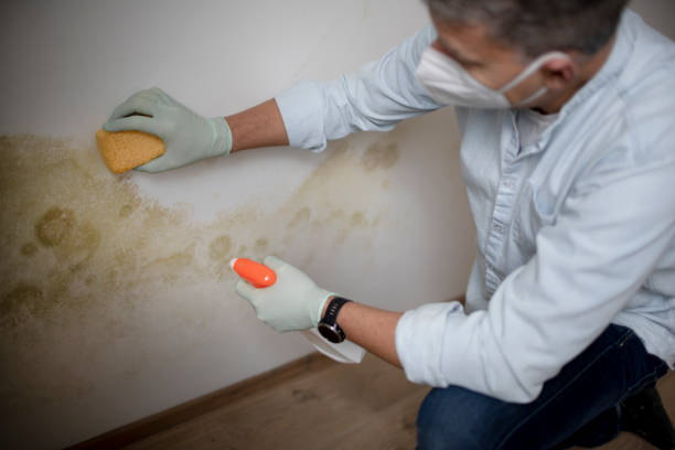 Best HVAC Mold Remediation in Fort Dick, CA