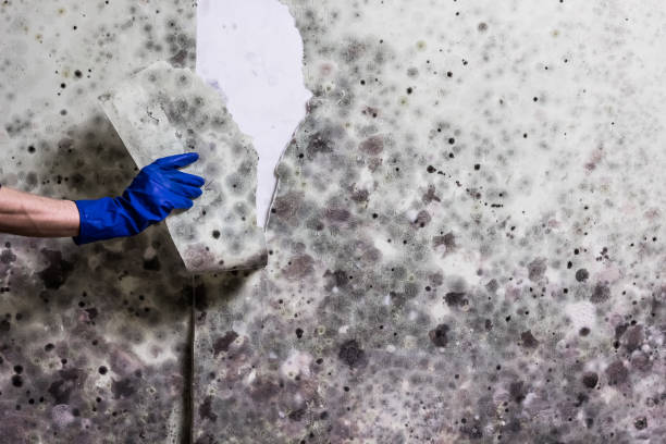 Best Mold Testing and Inspection Services in Fort Dick, CA